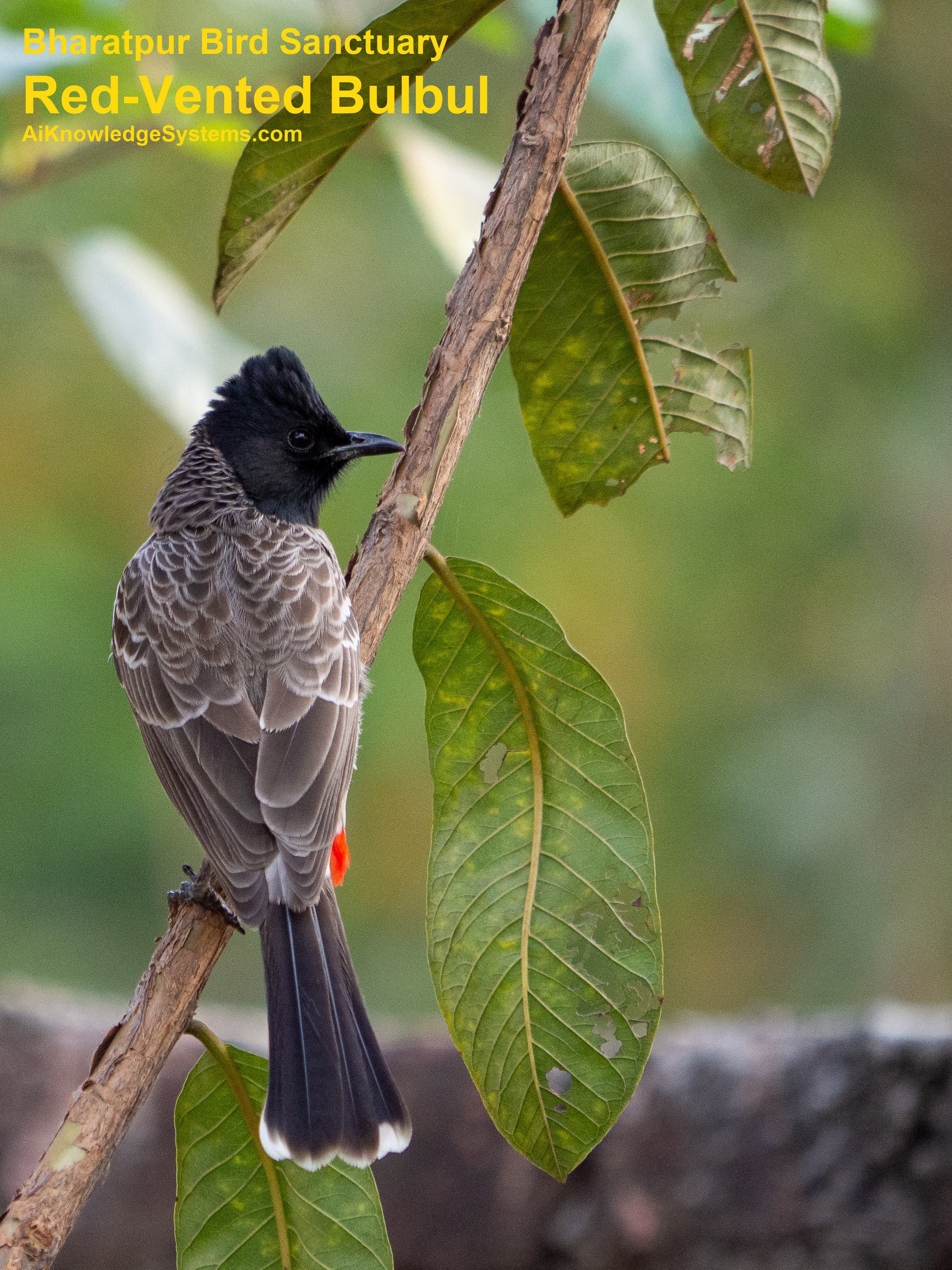 Bulbul Red Vented (4) Coming Soon